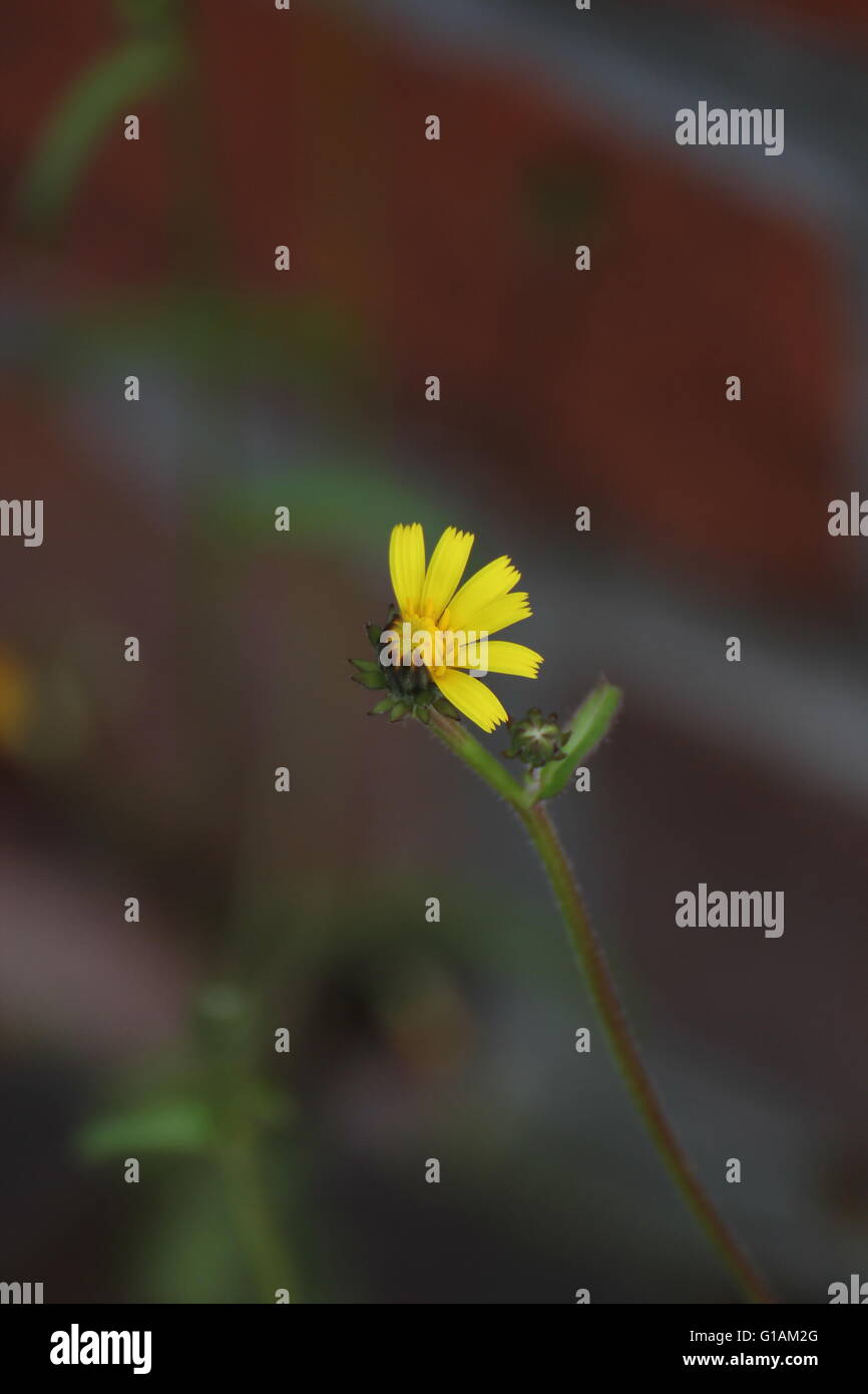 Halb geöffneten Lossom rough Hawksbeard (Crepis Biennis). Stockfoto