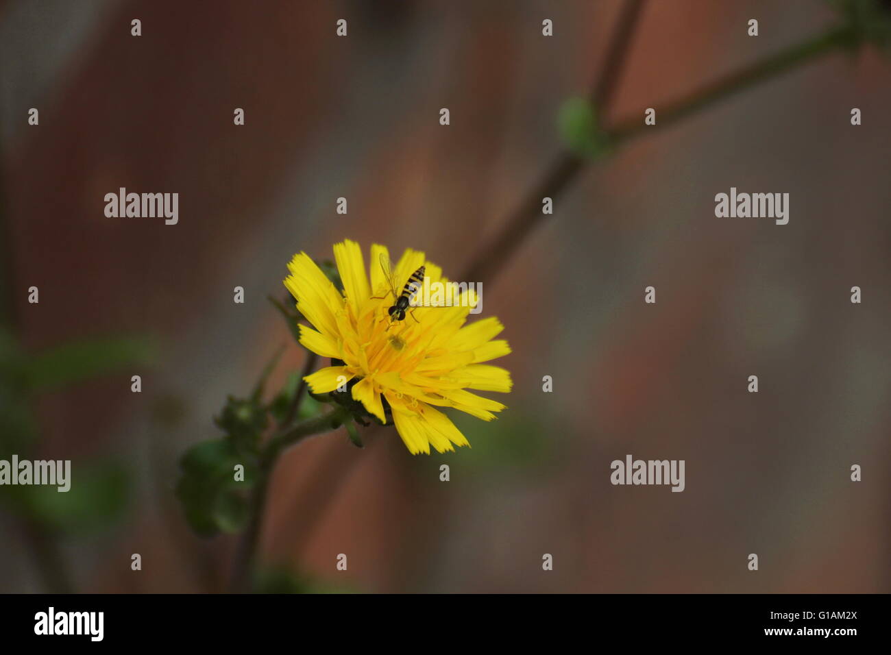 Blüte von rough Hawksbeard (Crepis Biennis). Stockfoto