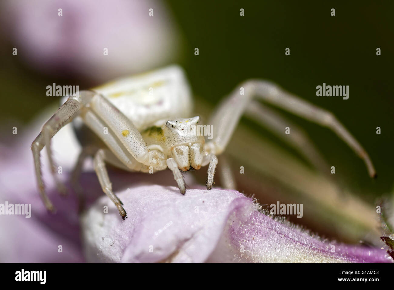 Krabbenspinne Thomisus Onostus. Stockfoto