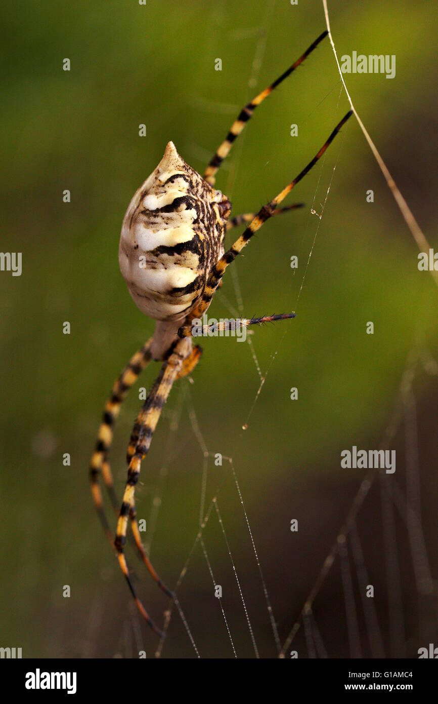 Spinne Argiope Lobata. Stockfoto