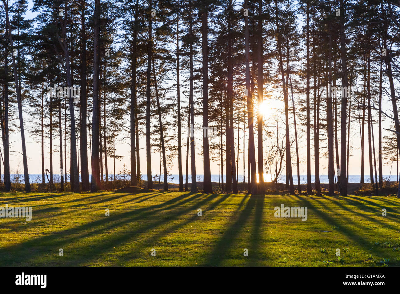 Sonne strahlt Trog Bäume an der Küste der Ostsee, Estland, Narva. Natürliche Foto mit selektiven Fokus auf einem Vordergrund g Stockfoto