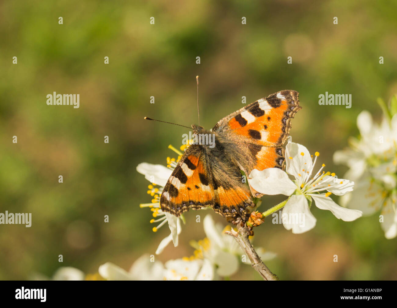 Bright Schmetterling auf weißes Blütenblatt der Blume-Pflaumenbaum Stockfoto