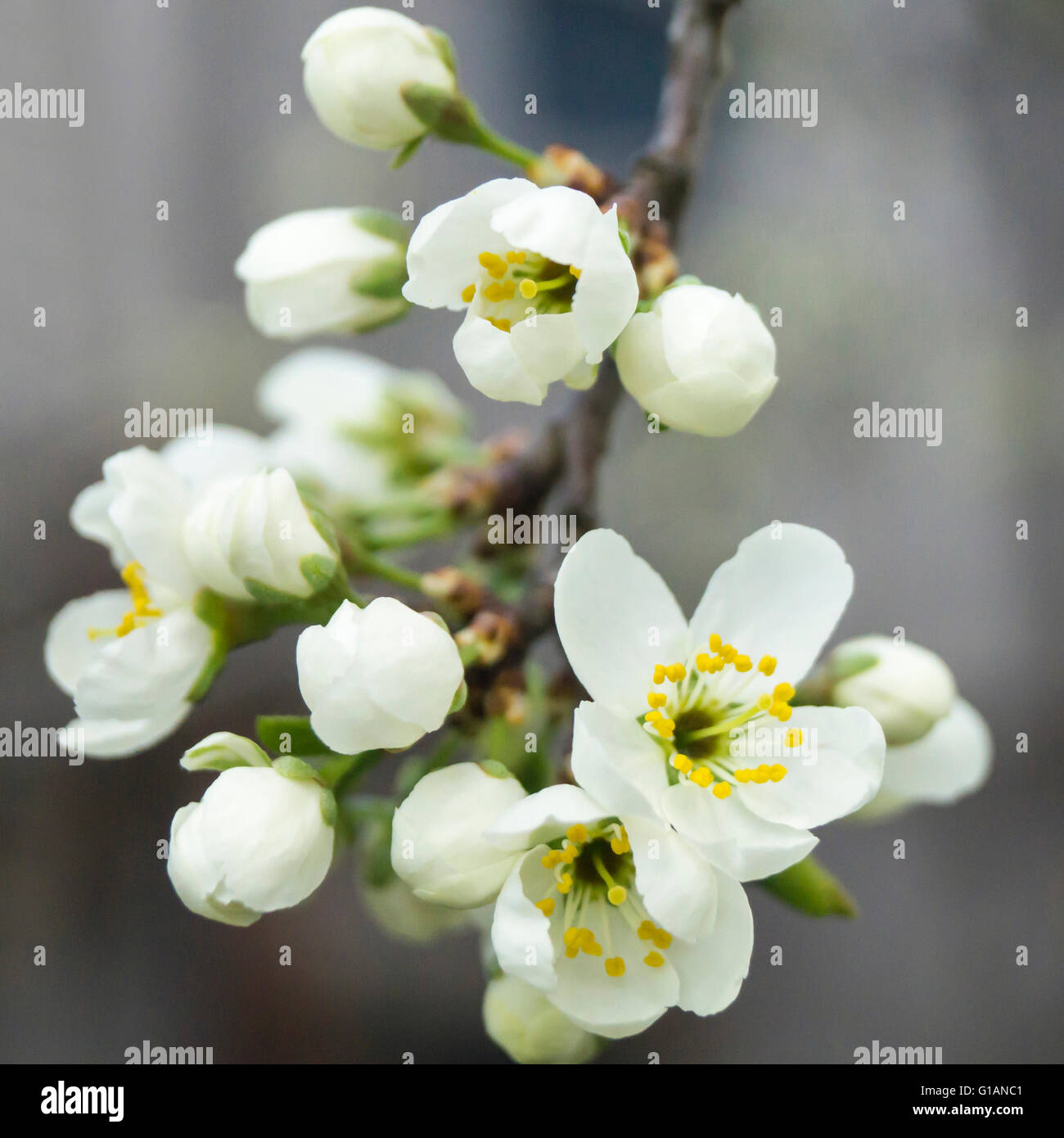 Frühlingsblume, Kirschen mit weißes Blütenblatt im ländlichen Garten Stockfoto