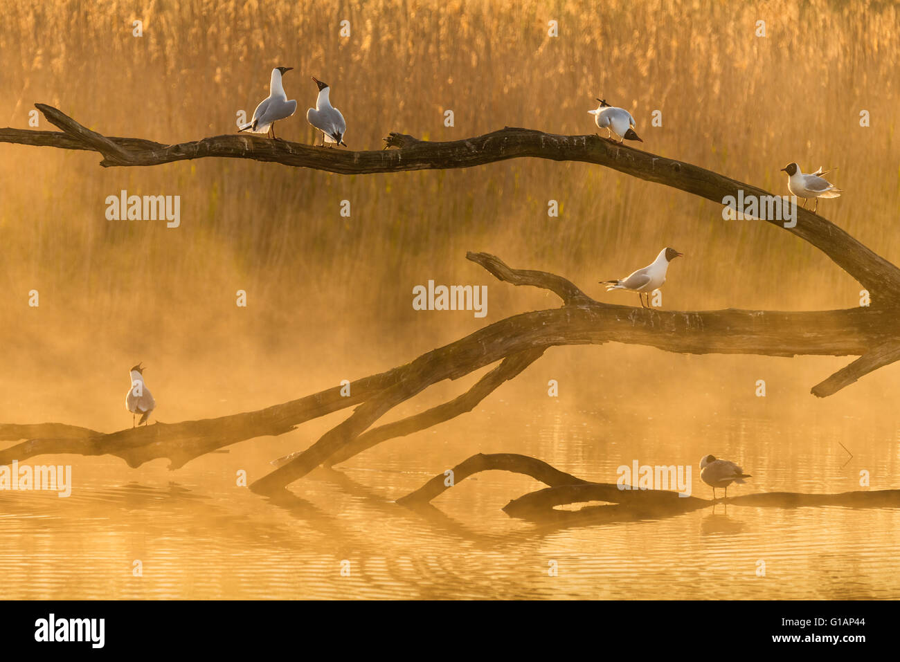 Möwen im Morgen Licht La Brenne Stockfoto