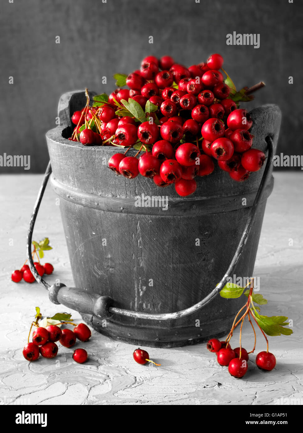 Frisch gepflückt Beeren vom Weißdorn Strauch, auch genannt Thornapple, Mai-Baum, Weißdorn, Hawberry (Crataegus Monogyna) Stockfoto