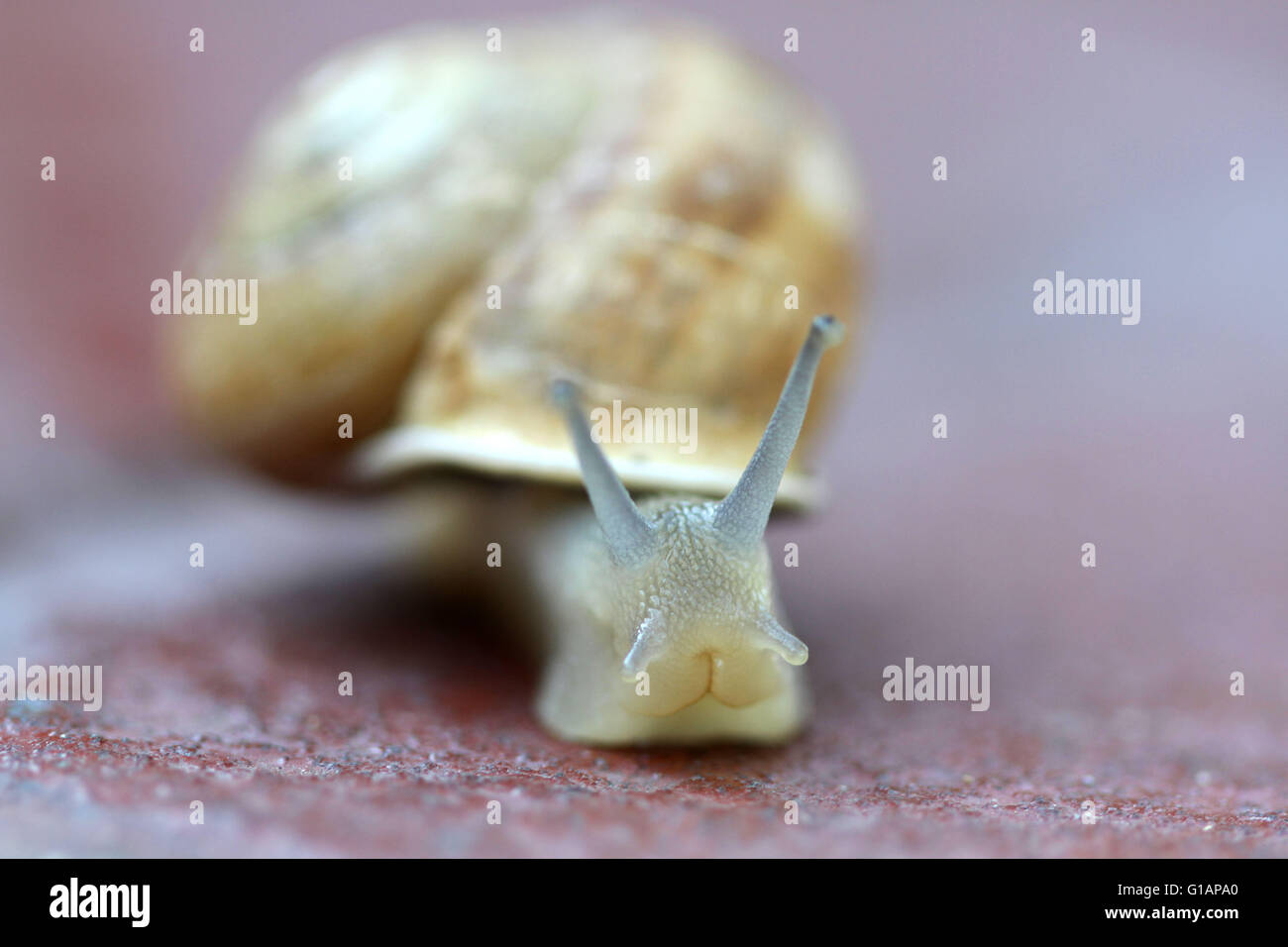 Kleine Schnecke gleiten, sehr kurze Tiefenschärfe. Lateinischer Name: Arianta Arbustorum Stockfoto