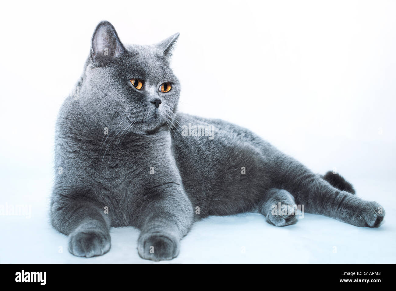 Schöne graue britische Katze closeup Stockfoto