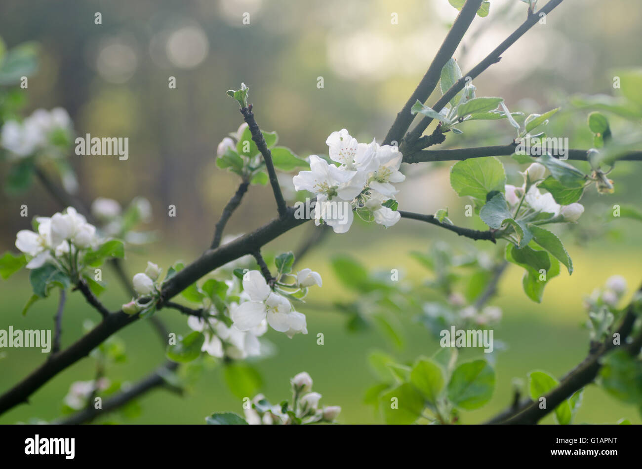 Closeup, blühenden Apfelbaum Stockfoto