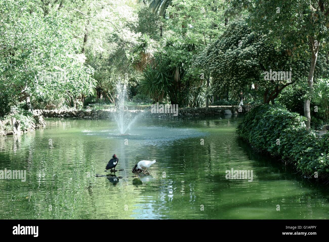 Enten und Brunnen im Park de Maria Luisa-See Stockfoto