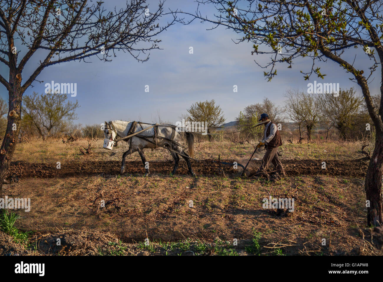 Bauer pflügt sein Feld mit seinem Pferd in Kappadokien, Türkei. Stockfoto