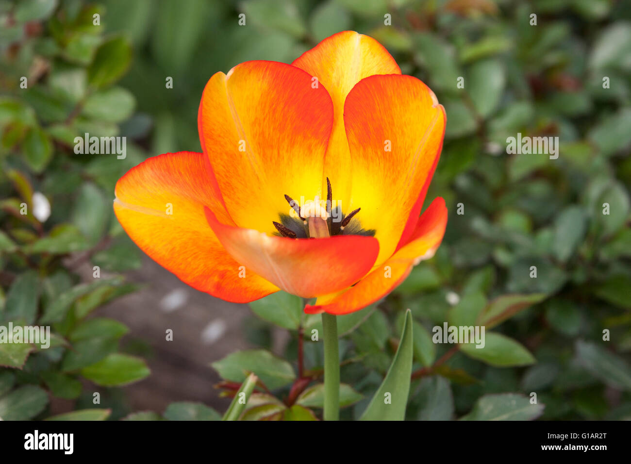 Nahaufnahme von Tulpe Stempel, tulipa Stockfoto