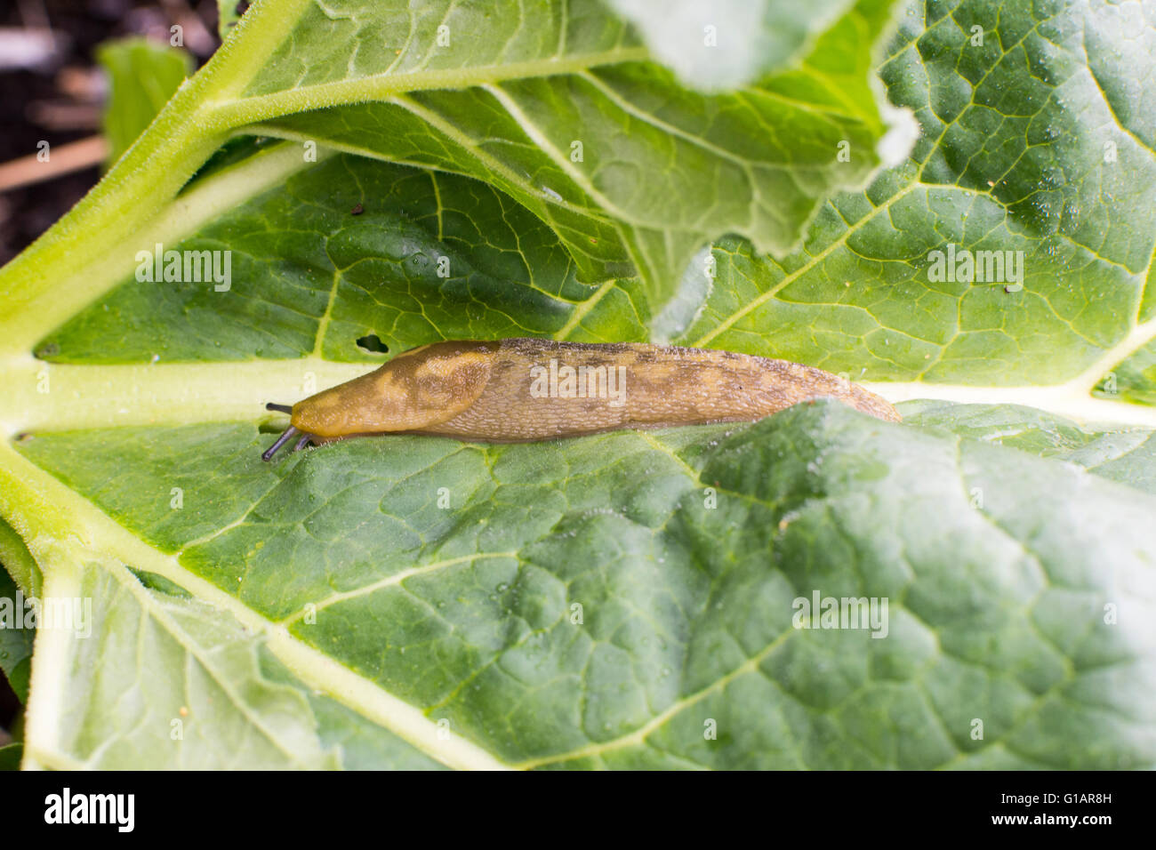 Slug (Limax Flavus) gemeinsamen Garten Schädling in England und Wales gelb Stockfoto