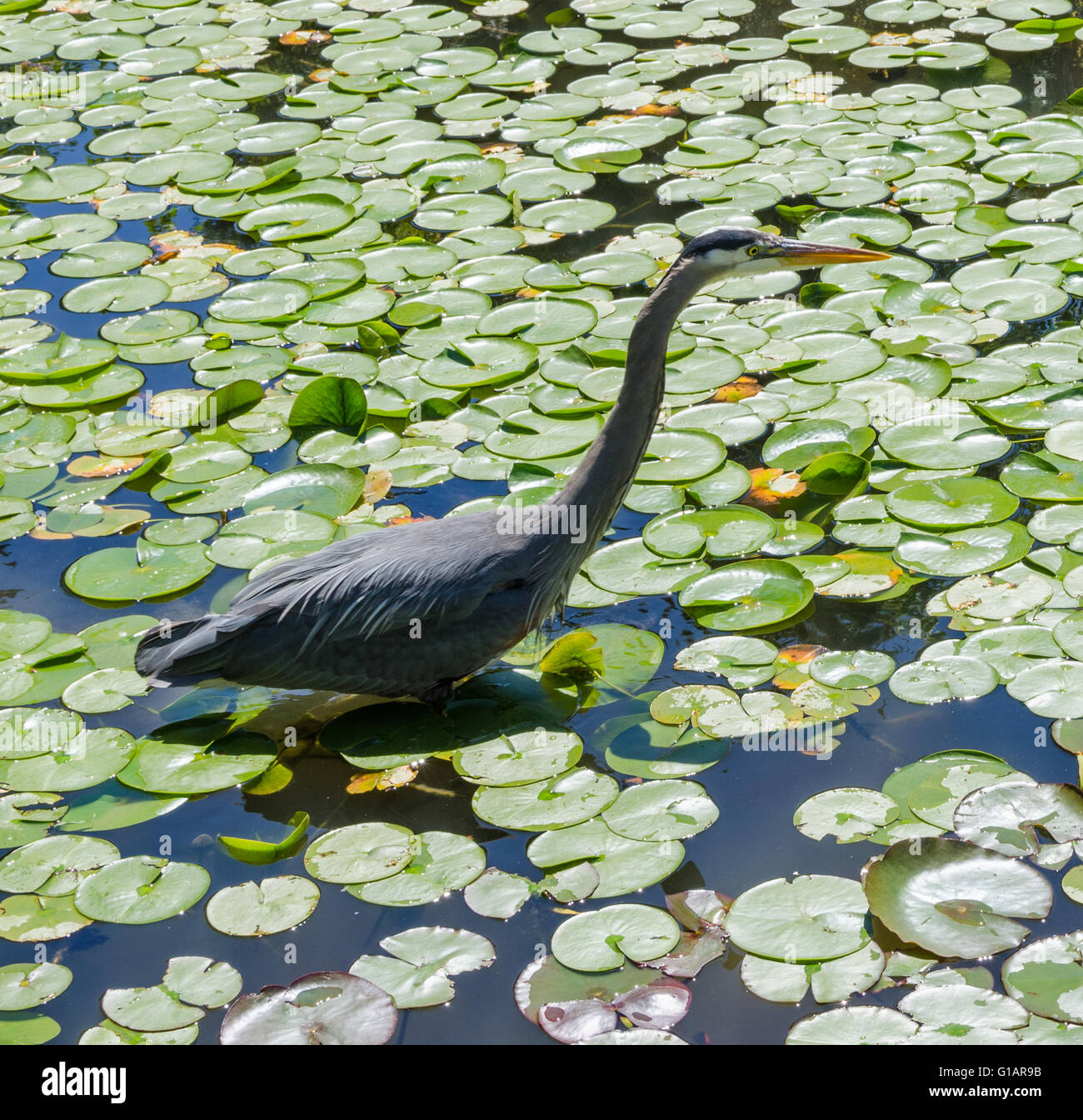 Ein Reiher geht unter die Seerosen in einem Teich fischen. Stockfoto