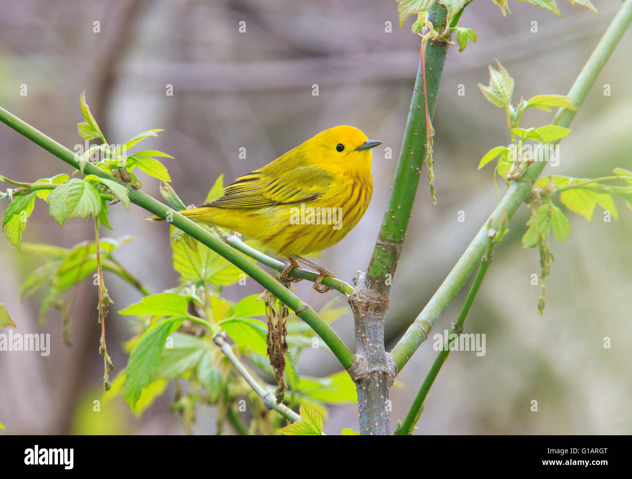 Amerikanische Schnäpperrohrsänger (Setophaga petechia Stockfoto