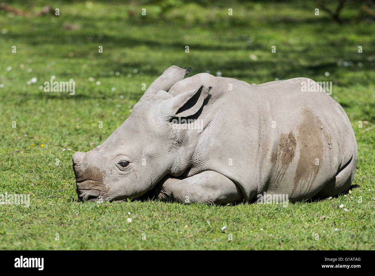 Ceratotherium Simum Simum, Breitmaulnashorn, Huftier, Säugetier, Breitmaulnashorn, junges, Jungtier, Stockfoto