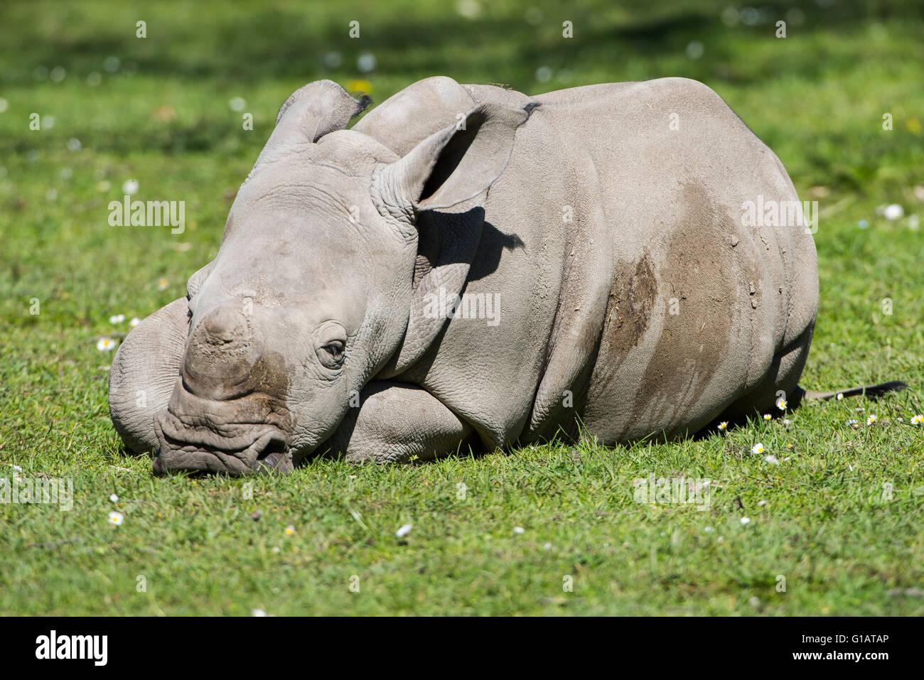 Ceratotherium Simum Simum, Breitmaulnashorn, Huftier, Säugetier, Breitmaulnashorn, junges, Jungtier, Stockfoto