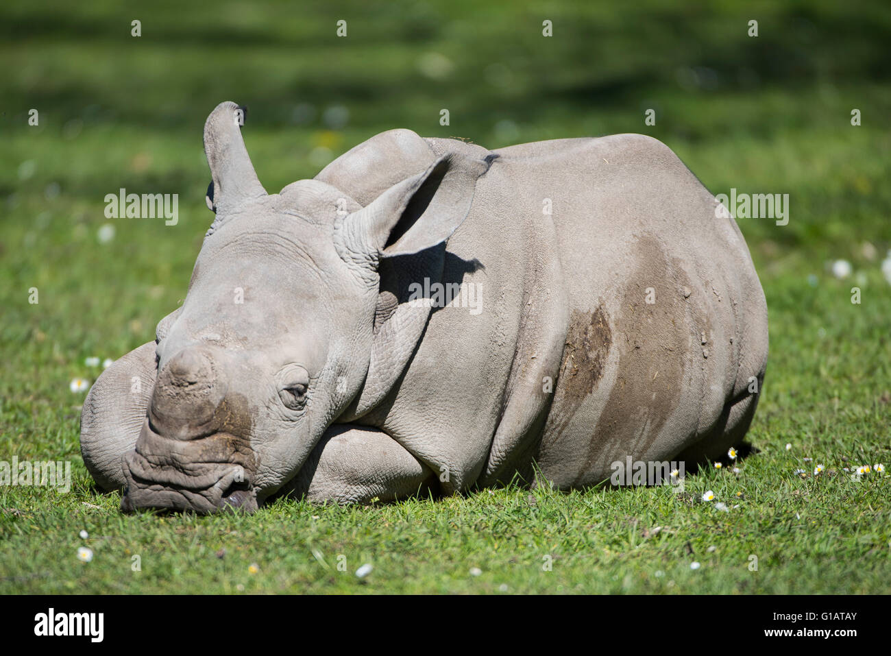 Ceratotherium Simum Simum, Breitmaulnashorn, Huftier, Säugetier, Breitmaulnashorn, junges, Jungtier, Stockfoto