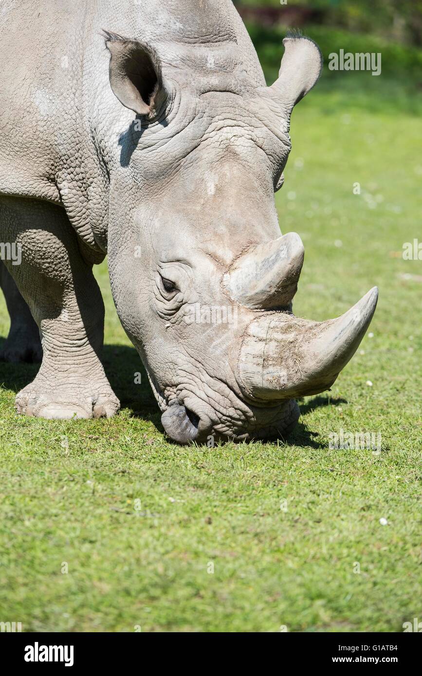 Ceratotherium Simum Simum, Breitmaulnashorn, Huftier, Säugetier, Breitmaulnashorn, junges, Jungtier, Stockfoto
