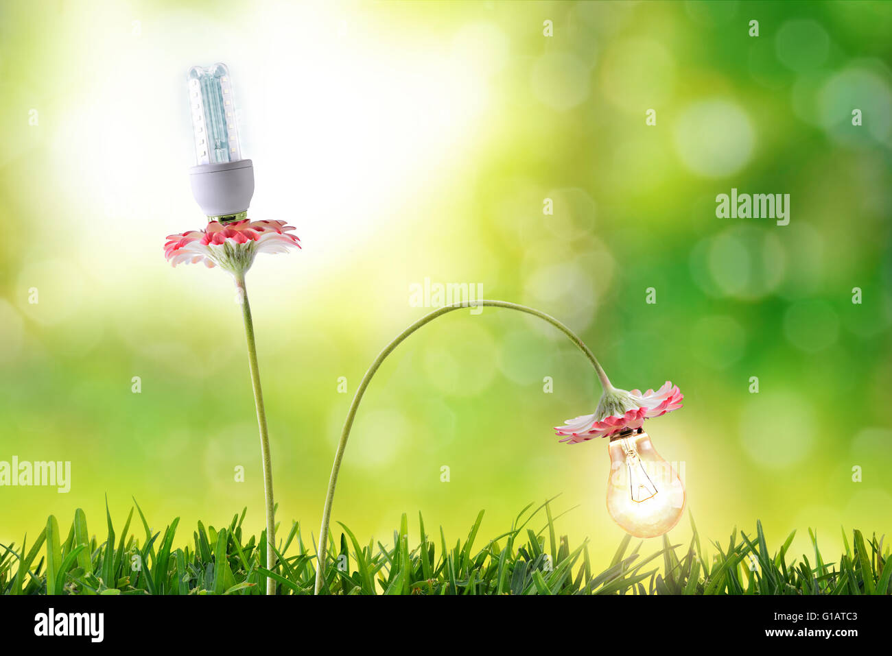 Energieeffizienz, Beleuchtung Lampen Umweltschutz mit blühenden Blumenzwiebeln in Natur Hintergrund. Horizontale Komposition. F Stockfoto