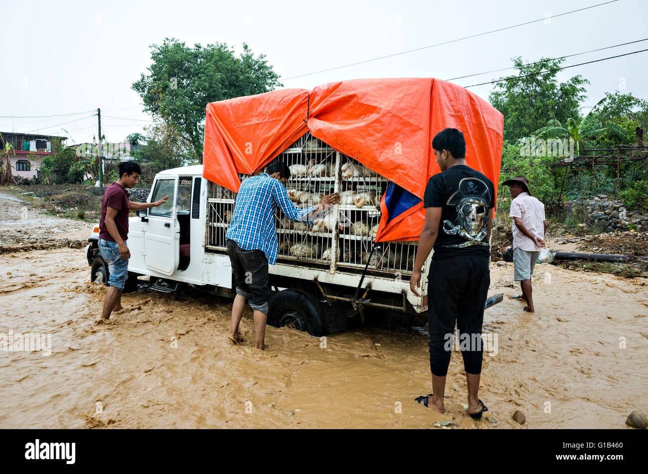 Hetauda, zentrale Region, Nepal. 12. Mai 2016. Nepal Wetter - wie das  Wetter heute, schlecht gehen überflutet eine Pick up Truck mit Hühner  stecken mitten in der Landstraße, die Flash-ist nach starkem