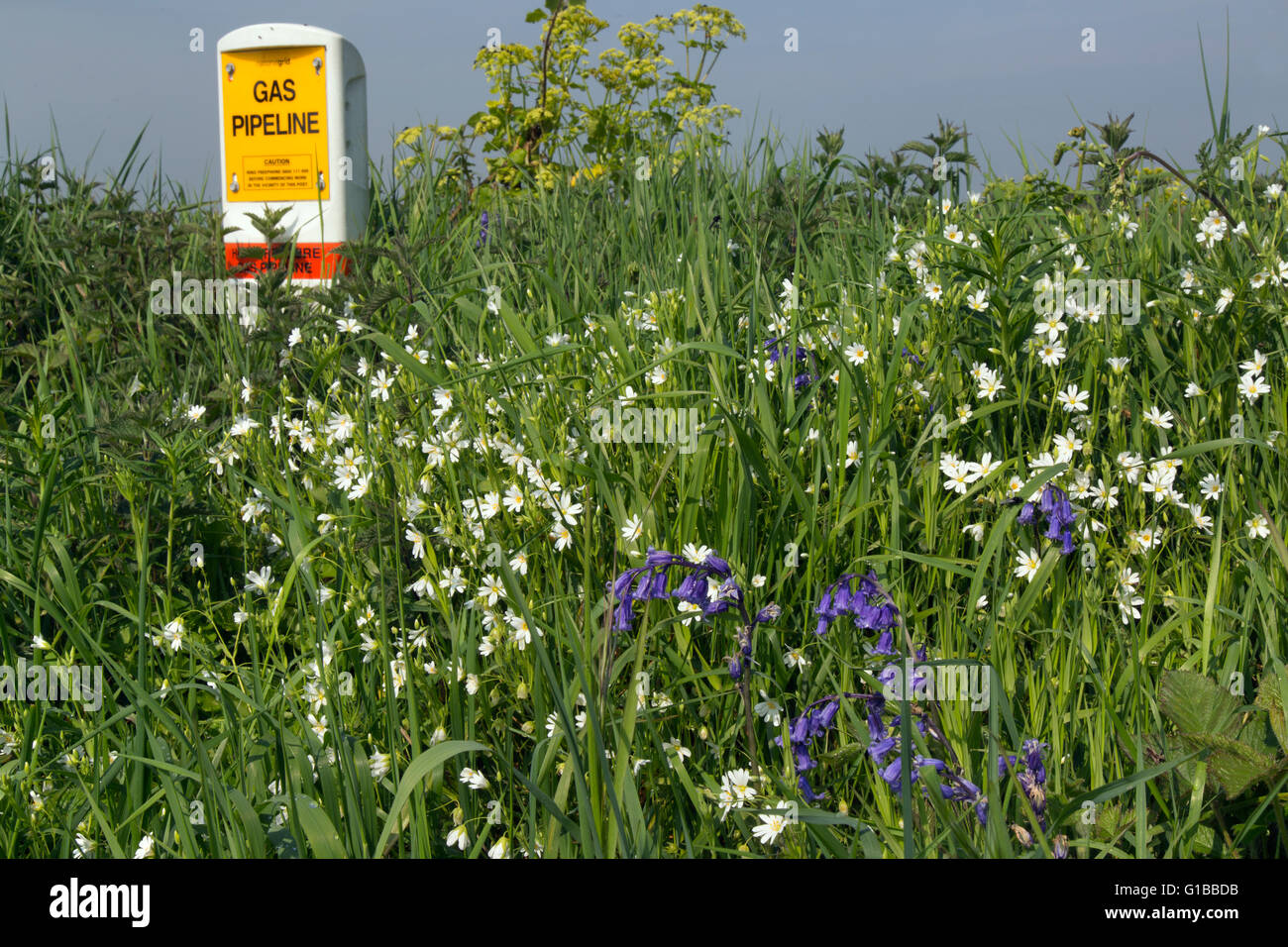 Blumige Bank eine große Gas-Pipeline in der Norfolk kann Großbritannien ausgeführt wird Stockfoto