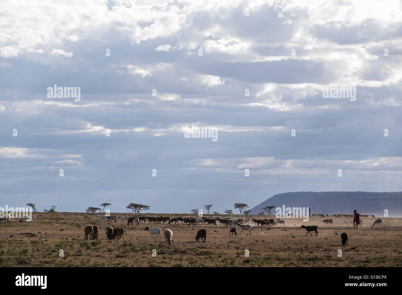 Kenia, Masai-Mara-Wildreservat, Masai und Rinder Stockfoto