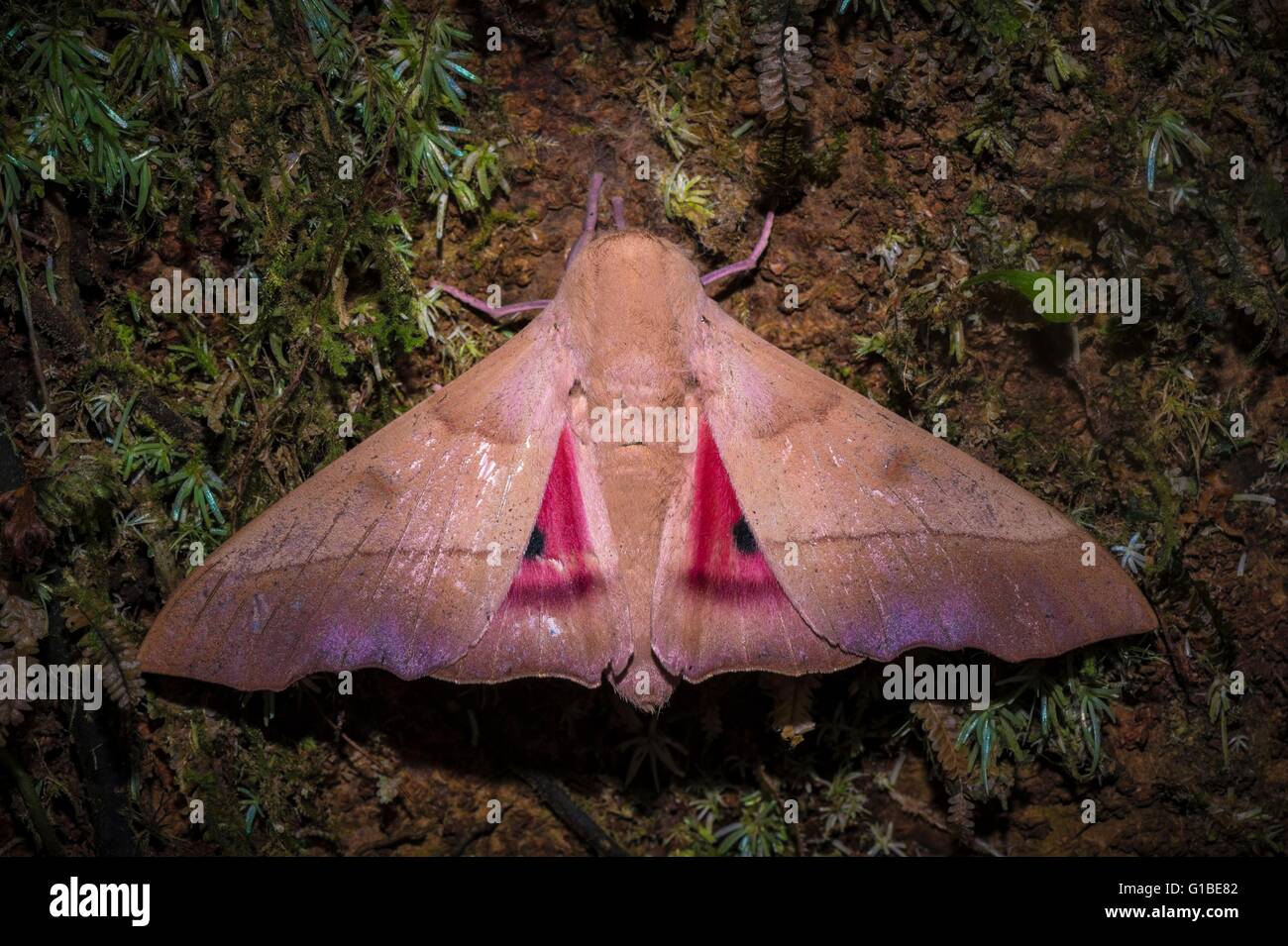 Frankreich, Guyana, Französisch-Guyana Amazonas Park, Herz-Bereich, Mount Itoupe, Regenzeit, Schmetterling auf einem bemoosten Stamm im Wald Gipfel Wolken (830 m) Stockfoto