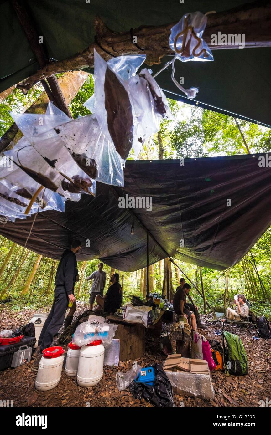 Frankreich, Guyana, Französisch-Guyana Amazonas Park, Herz-Bereich, Mount Itoupe, Regenzeit, Wissenschaftler Basislager mit Proben Amphibien und Reptilien Stockfoto