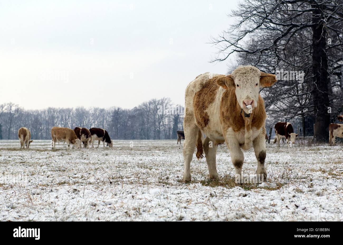 Frankreich, Montbeliarde (Bos Taurus) Kalb im winter Stockfoto