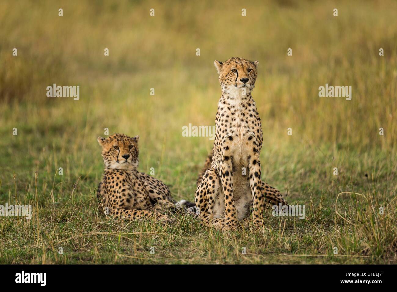 Kenia, Masai Mara Wildreservat, Cheetah (Acinonyx Jubatus), jungen 15 Monate alt und ihre Mutter Stockfoto
