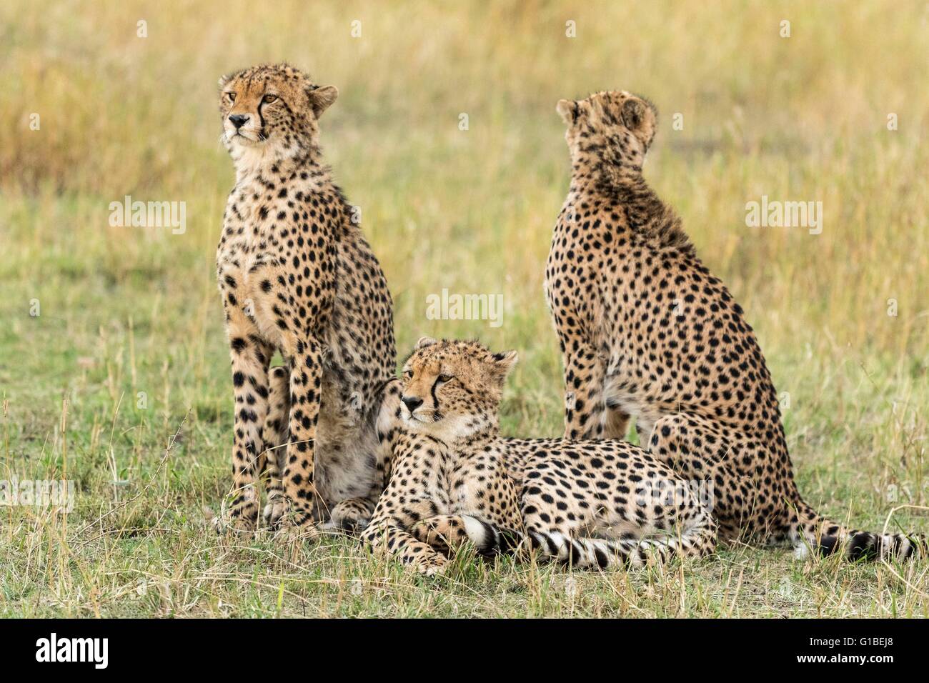 Kenia, Masai Mara Wildreservat, Cheetah (Acinonyx Jubatus), jungen 15 Monate alt Stockfoto