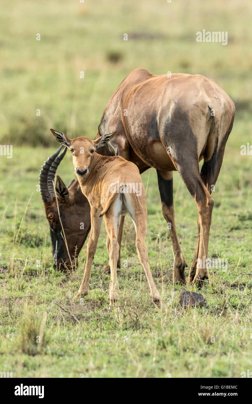 Kenia, Masai Mara Game reserve, Topi (Damaliscus Korrigum), Mutter und Neugeborene Stockfoto