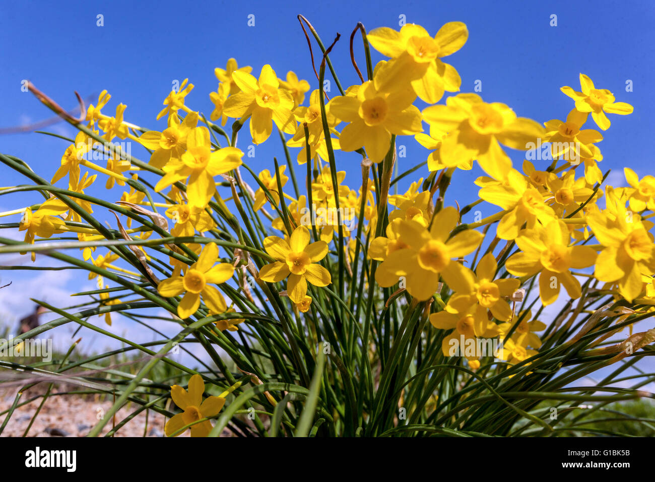 Miniatur gelbe Narzissen Blumen im Frühling Garten Rasen, Narcissus jonquilla 'Baby Moon', Mai Blumen Narzissen blauen Himmel Stockfoto