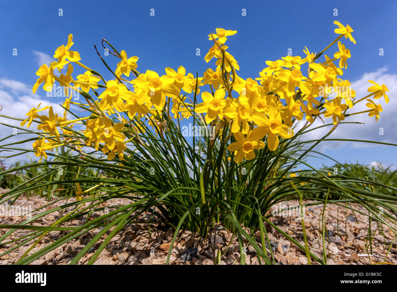 Gelbe Narzissen, Narcissus jonquilla 'Baby Moon' Narzissen, Abteilung 7 Frühlingsblumen blauer Himmel Stockfoto