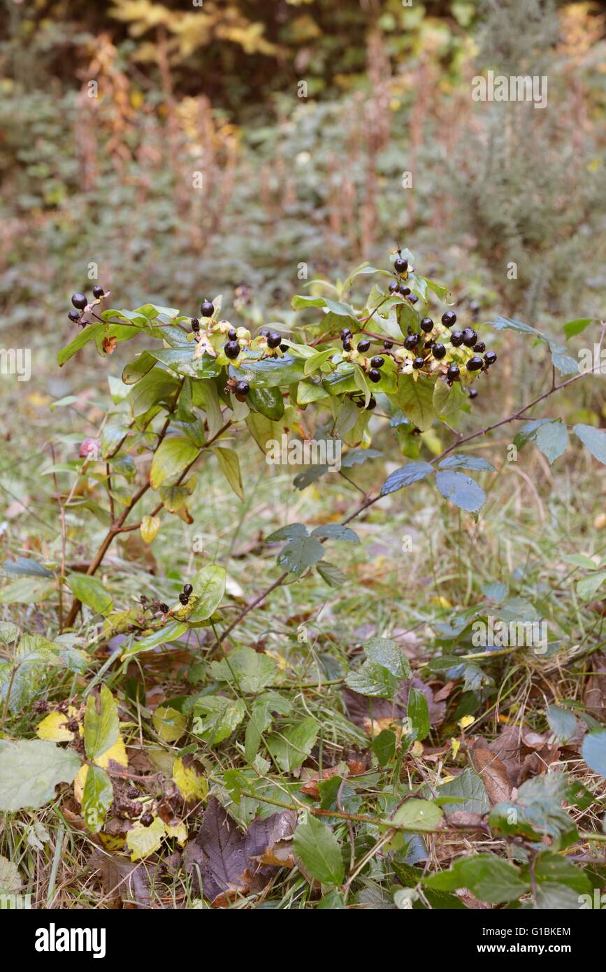 Hypericum Androsaemum Tutsan Pflanze mit Beeren, Wales, UK. Stockfoto