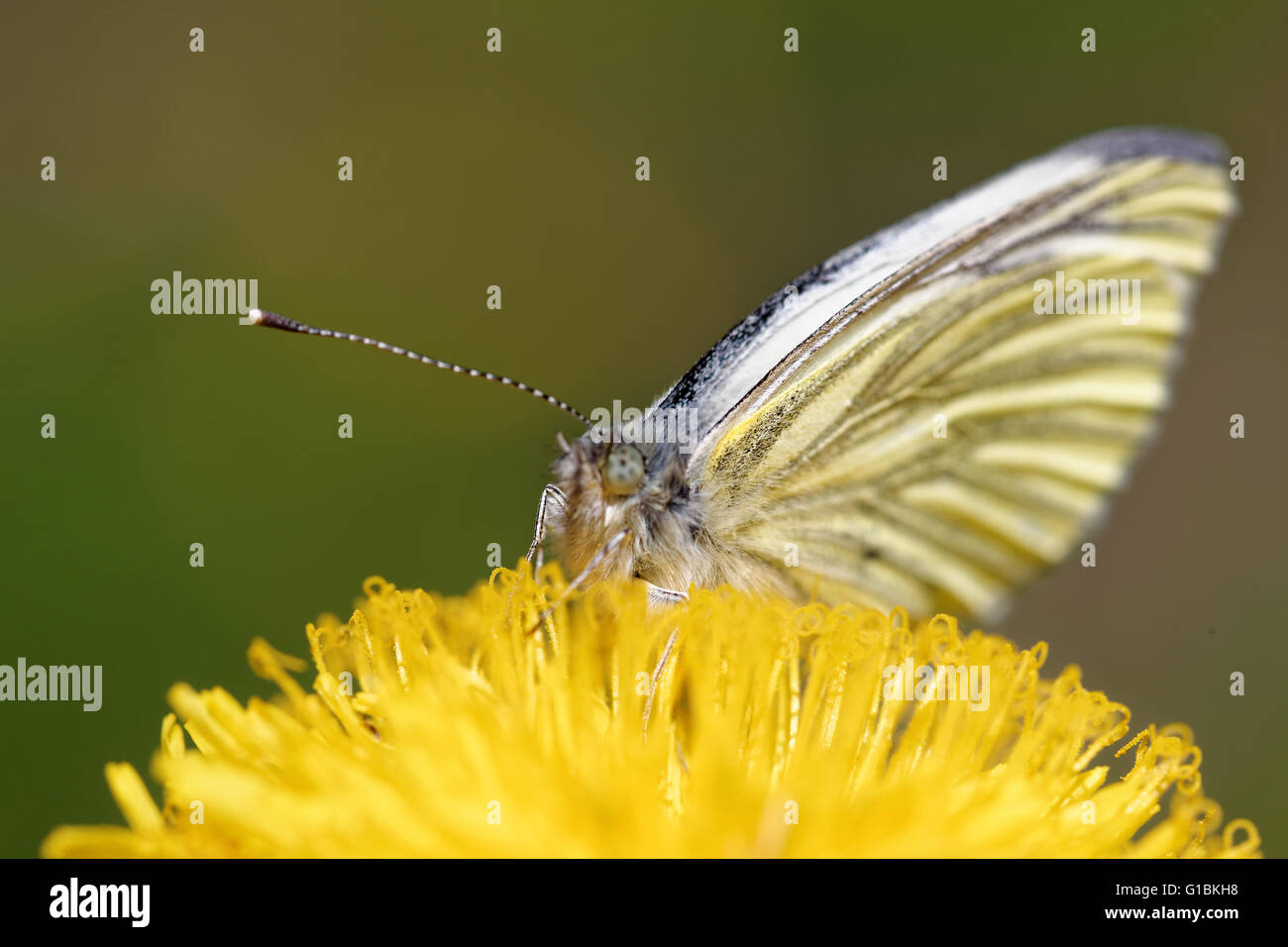Grün-veined weiß (Pieris Napi) Schmetterling auf Blume Löwenzahn. Stockfoto