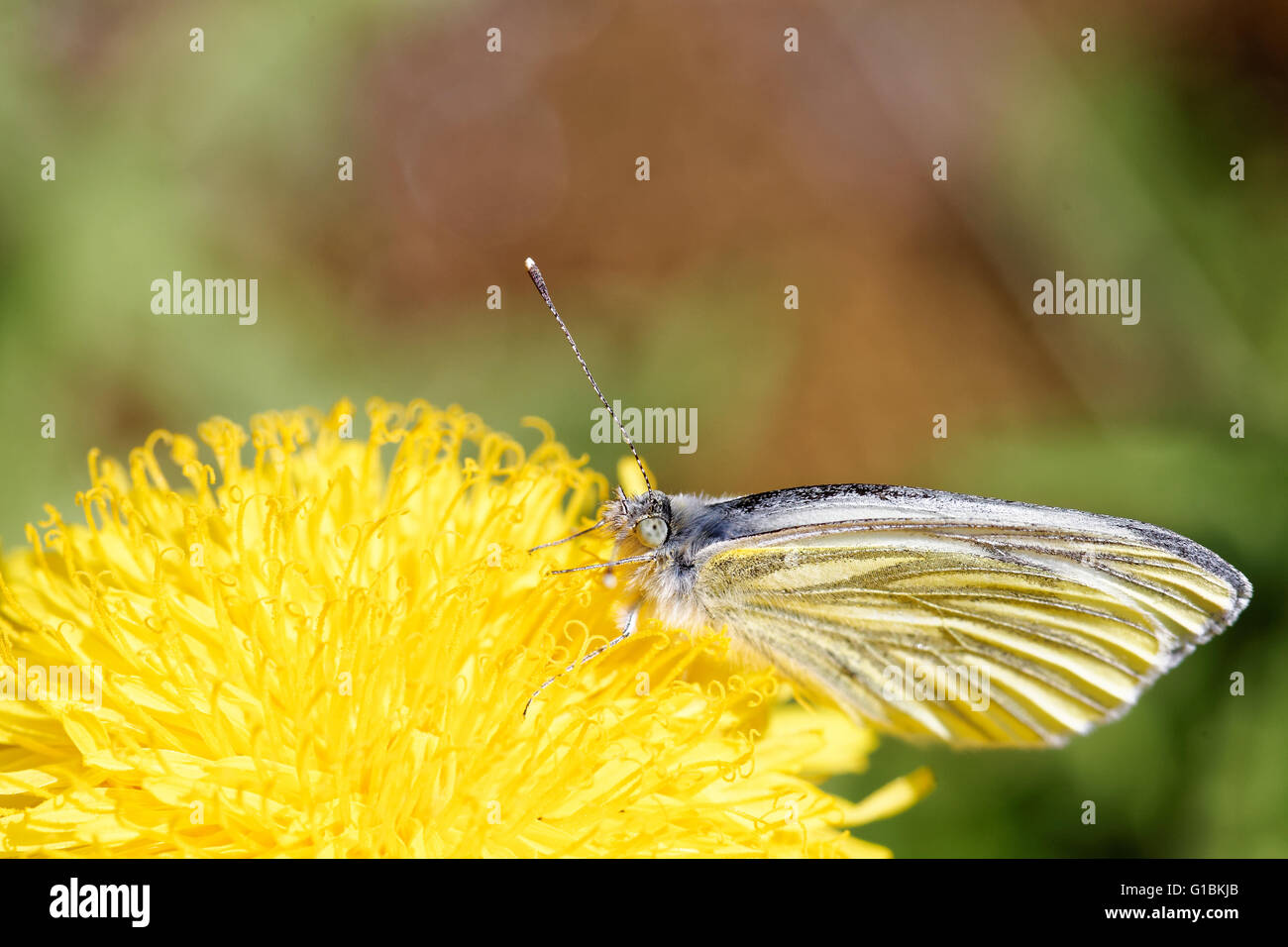 Grün-veined weiß (Pieris Napi) Schmetterling auf Blume Löwenzahn. Stockfoto