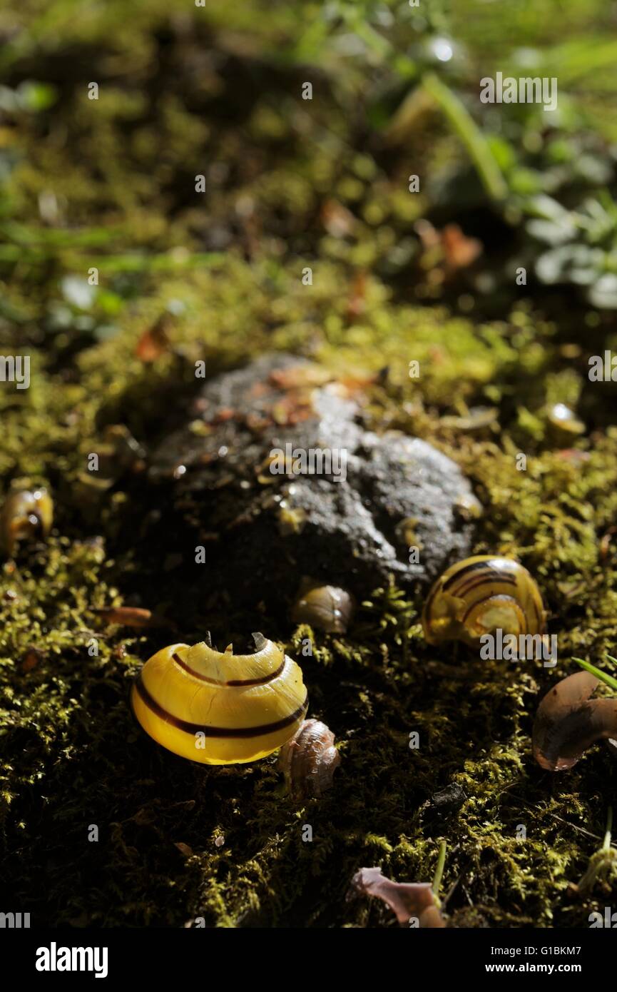 Schneckenhäuser umgibt eine Singdrossel Amboss Stein, verwendet für die Zerschlagung der Schalen, die Schnecke zu innen, Wales, UK Stockfoto