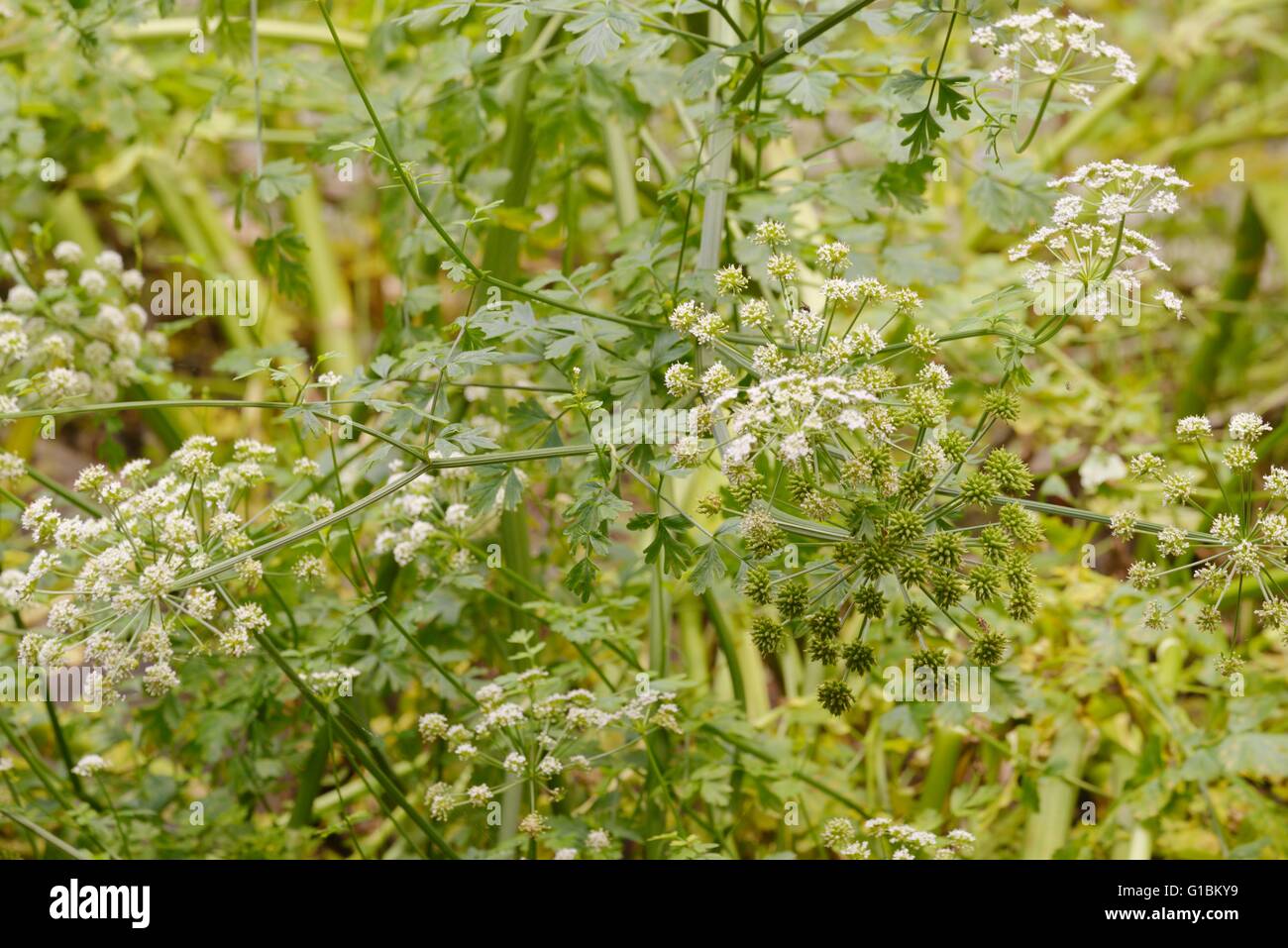 Oenanthe Crocata, Hemlock Wasser asiatische auf Großbritanniens giftigsten Pflanzen, Wales, UK Stockfoto