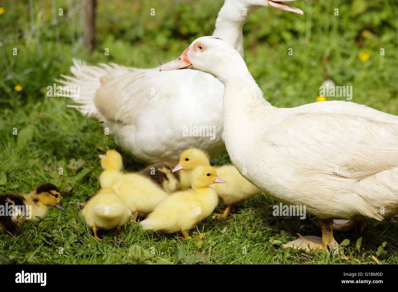 Junge Barbarie Entenküken und Mütter, Wales, UK. Stockfoto