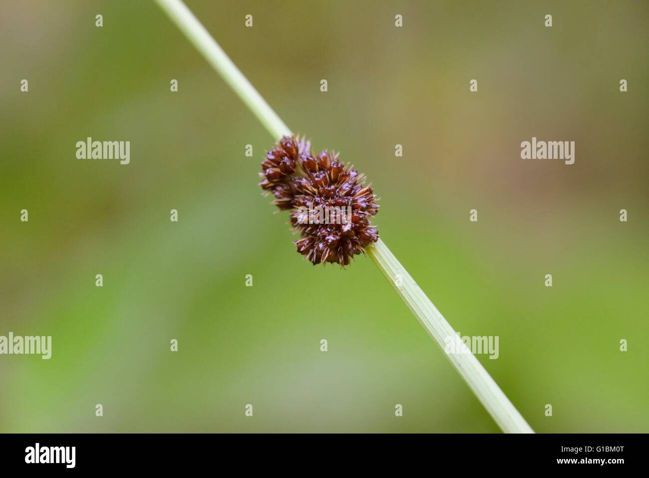 Blume oder Blütenstand von kompakten Rush, Juncus Conglomeratus, Wales, UK Stockfoto