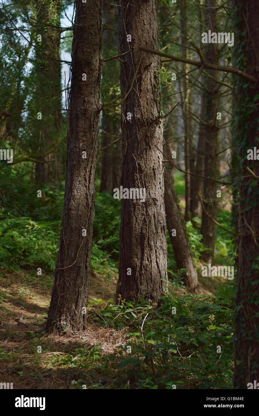 60 Jahre alten korsischen Schwarzkiefer Plantage, Pinus Nigra Laricio Wales, UK Stockfoto