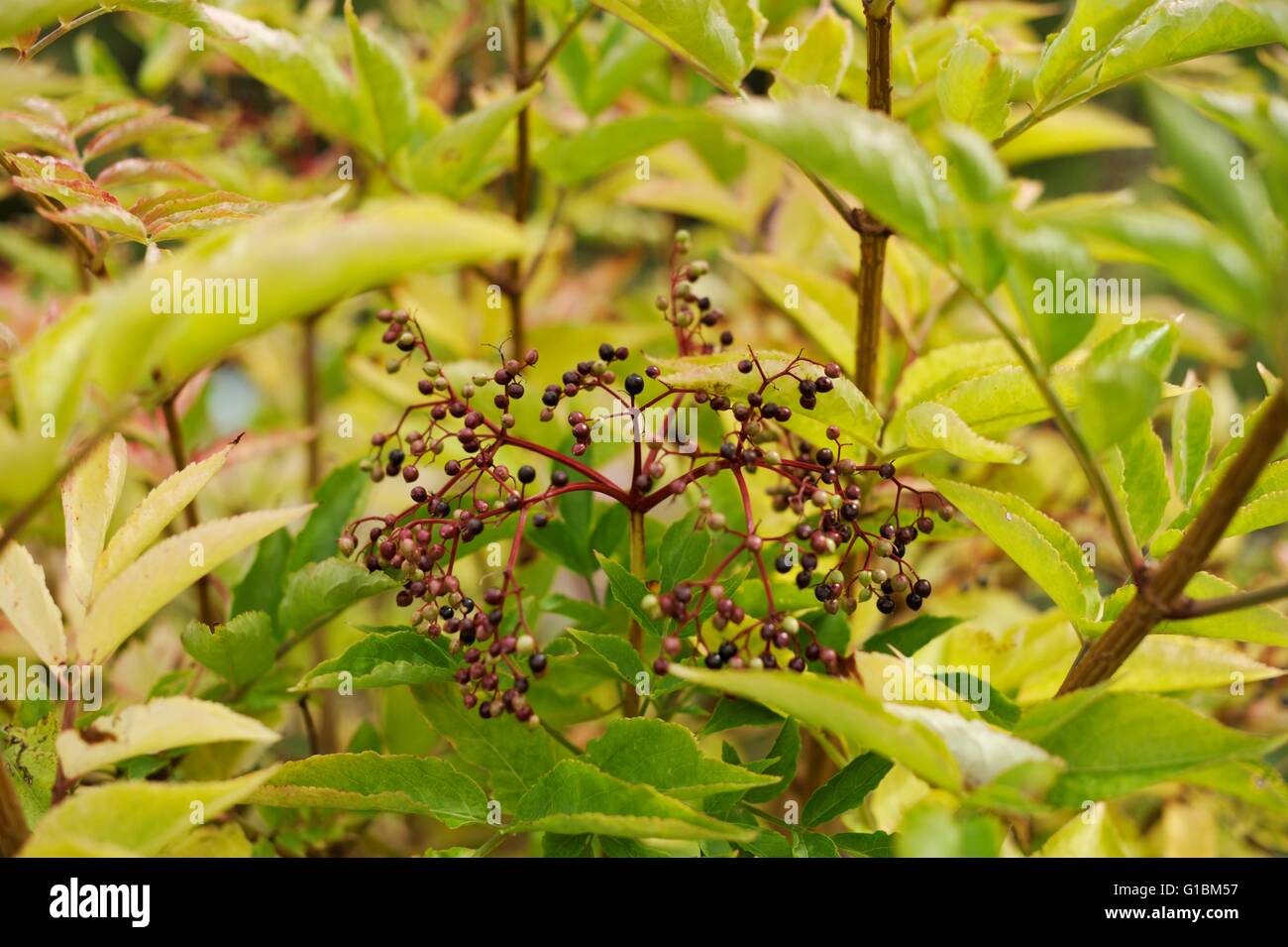 Sambucus nigra holunderbeeren -Fotos und -Bildmaterial in hoher ...