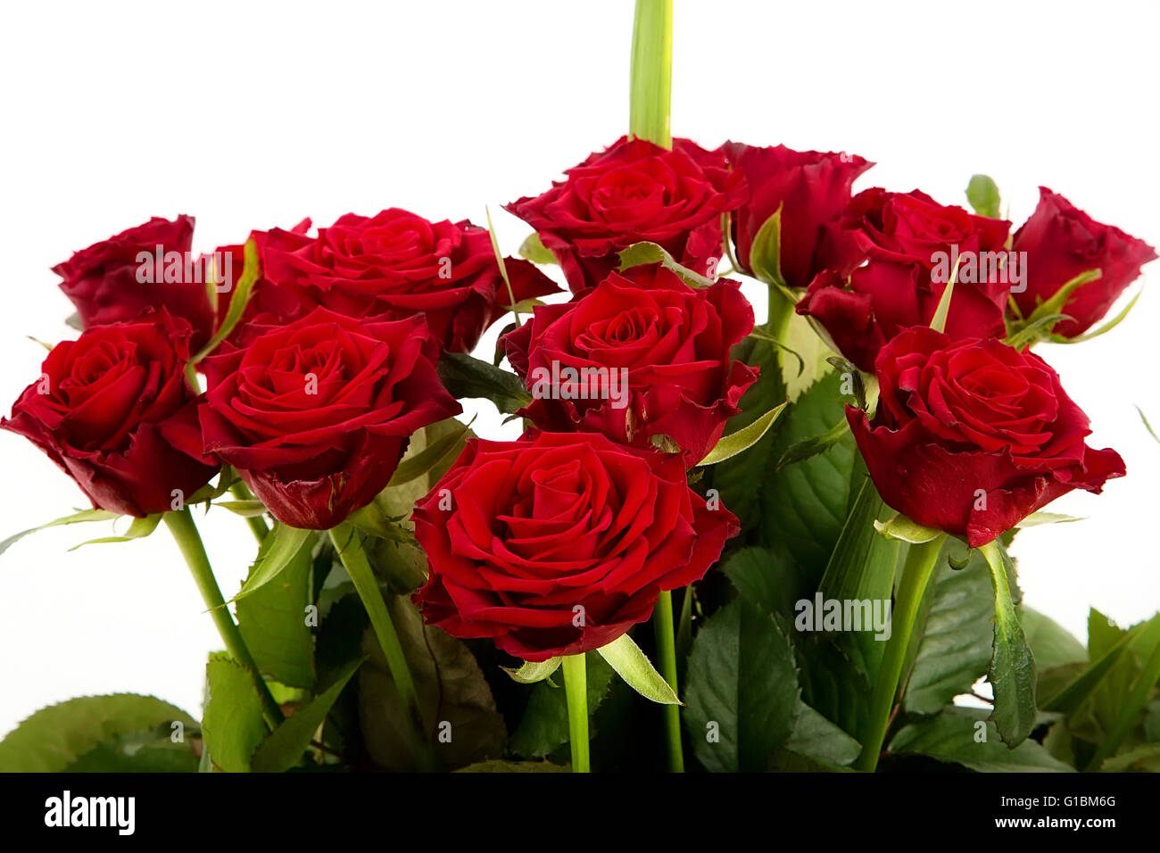 Rote Rosen auf weißem Hintergrund Stockfoto