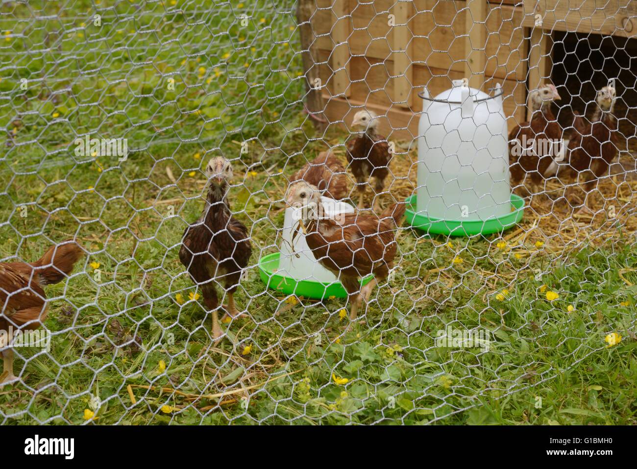 Rhode island red chickens Fotos und Bildmaterial in hoher Auflösung
