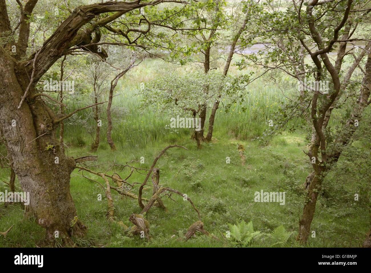 Nass Erle Wald an Dinas RSPB Reserve, Wales, UK Stockfoto