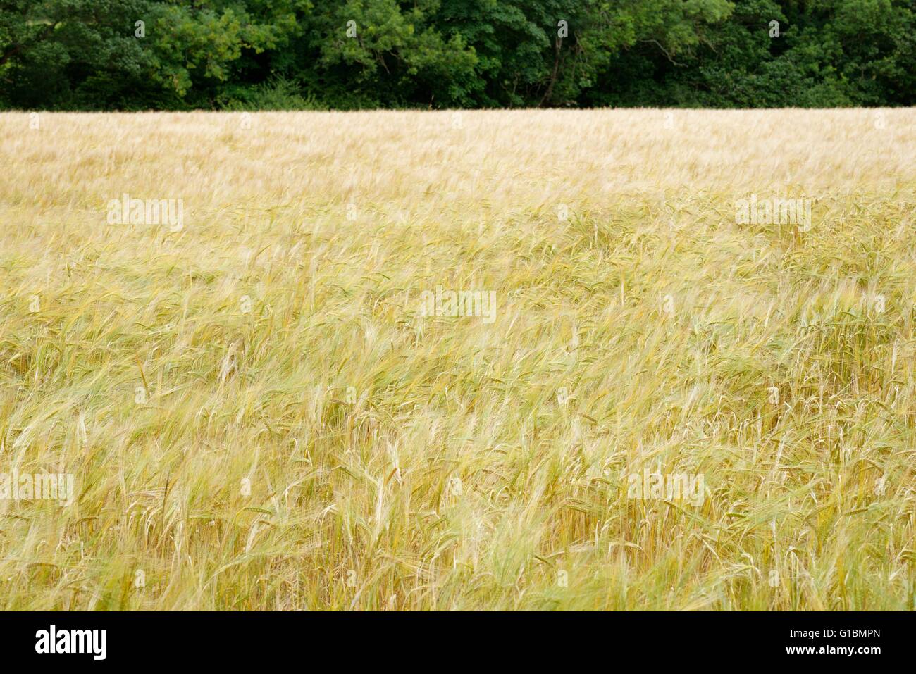 Ein Feld von Gerste, Wales, UK. Stockfoto