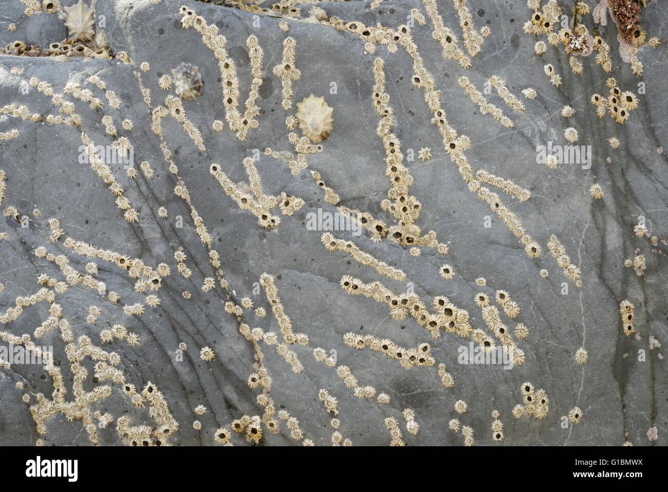 Eichel Barnacle Semibalanus Balanoides versammelten sich in Linien auf einem Felsen bei Ebbe, Wales, UK Stockfoto