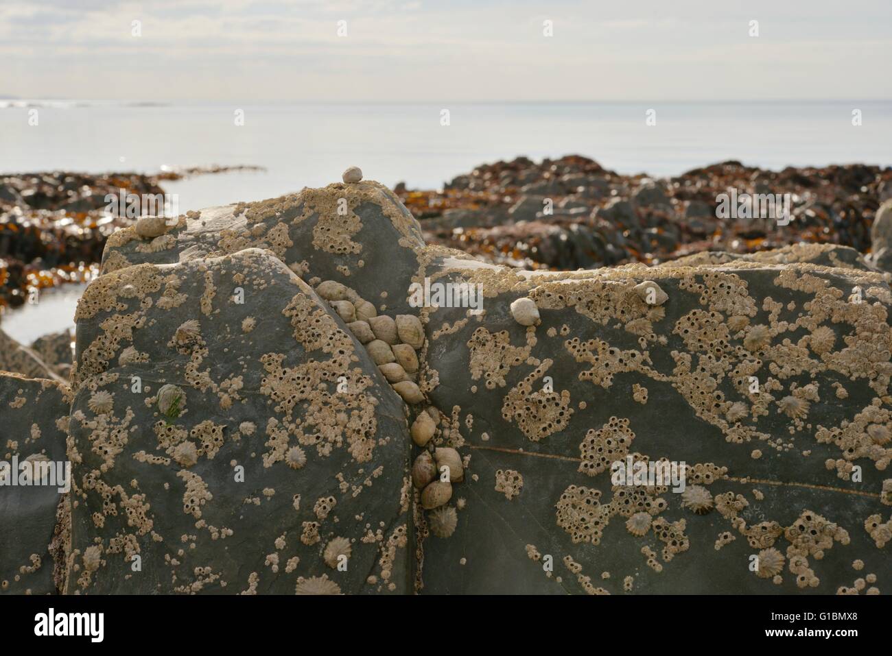 Seepocken und Hund Wellhornschnecken, Nucella Lapilli Clusterbildung im Schatten in der küstennahe Zone bei Ebbe, Wales, UK Stockfoto