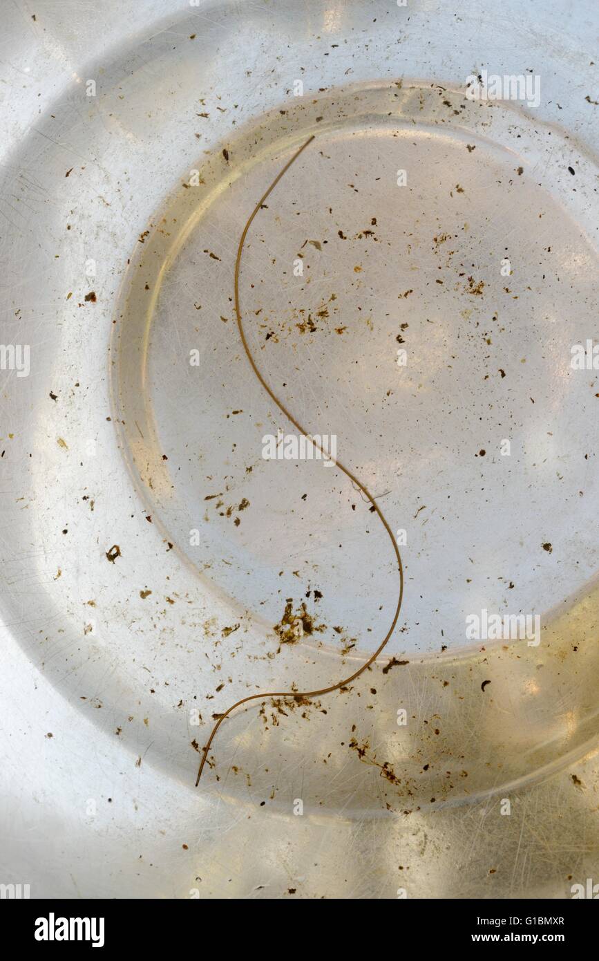 Rosshaar, Gordian oder Haare Wurm, Gordius SP., eingeschlossen in eine Metall Schüssel mit Wasser, Wales, UK Stockfoto